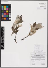 Foto von Salix krylovii E. L. Wolf